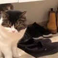 『一緒に行くニャ！』飼い主さんにお出かけしてほしくない猫さん