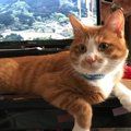 テレビを見てる時に猫が邪魔をしてくる心理３つ