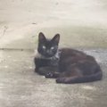 虐待が起きている地域で『突然現れた黒猫』を保護した結果…家での光景…