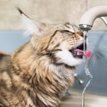 猫が『蛇口から流れてくる水』を好む3つの理由　器に入った水よりおいしい…