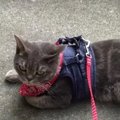 『まだ帰らないにゃ〜』猫ちゃんのささやかな抵抗