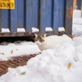 国際輸送コンテナの中で、ご飯も水もないまま3週間…奇跡的に生き延び…