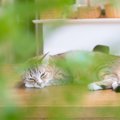 猫が突然『塩対応』になった…なぜ？考えられる3つの原因　気まぐれ？…