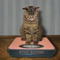 猫の「食べ過ぎ」がもたらすリスク5つ