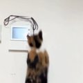 高いところにある紐を見つめる三毛猫→『ジャンプ』した次の瞬間…まさ…