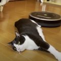 転がりたい猫ちゃんVS実はサボりたいルンバ…攻防の決着は