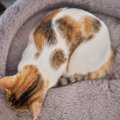 猫のからだに表れる『ユニークな柄』6選　ヒゲや靴下…個性豊かな模様…