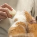 ４匹の保護子猫→『ミルク』をあげると…あまりにも『尊い行動』に反響「こ…