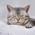 猫の『元気がない』ときに疑われる原因4つ　気を付けたい症状から病院…