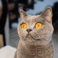 猫に『名前を覚えてもらう』ための５つの方法