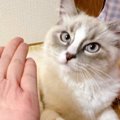 『何かを吐き出した猫』→確認してみたら……思いがけない『贈り物』に13万い…