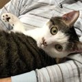 猫が好きな人にだけしてしまう『迷惑行為』５つ