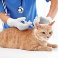 猫が一度かかると一生の付き合いになる『不治の病』3選　予防法も解説