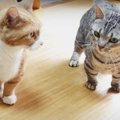 噂の声を聞いたらどんな反応をする？猫さんたちに実験！