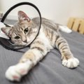 猫のエリザベスカラーを手作りする方法！型紙やタオルで代用できる