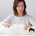 お家でできる愛猫のための『ツボマッサージ』5つのおすすめスポットと…