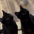 家の中に『ボルダリング』を作っていると…猫たちが見せた『素敵なリアクシ…