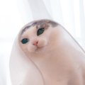 『猫がレースカーテンを纏った瞬間』を撮影した結果…あまりにも神々し…
