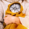 猫が『寒さに弱い』理由2つ　快適に過ごしてもらうための防寒対策も