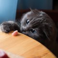 グルメな泥棒猫！　毎日「フード」を持ち帰ってくる愛猫を前に、飼い主さ…
