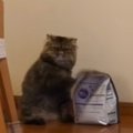 キャットフードの前にいる猫→飼い主さんのことを見つめると…可愛すぎる『…