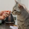 猫が『お留守番後』に見せる仕草5選とその理由　帰宅後にしてあげたい…