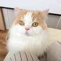『ただならぬ様子で呼びに来た猫』について行ったら、犬が…思わぬ『大惨事…