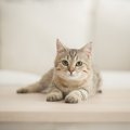 猫がかかりやすい『ホルモンの病気』3選　考えられる原因や主な症状、治療…