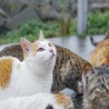 日本では一番多い『雑種猫』特徴や魅力をご紹介！一緒に暮らす上での注意…