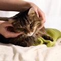 猫の『お留守番後』にしてあげたいアフターケア4選　取り入れたい理由…