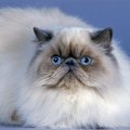 【獣医師監修】ヒマラヤンの毛色はどんな種類がある？人気色や珍しいカラ…