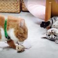 初めてのまたたび！子猫ちゃんはどうなる？