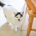 猫が『かまってほしい』と思っている行動5つ　気付いてあげたいサイン…