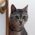 猫が『気を遣っている』ときにみせる行動5つ