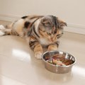 猫にとって『あまり良くない食器』４選！それぞれの改善策まで徹底解説