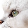 猫の目が『真ん中に寄る』ときに考えられる原因4つ　病院に連れて行くべき…