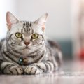 【獣医師監修】アメリカンショートヘアの平均寿命は何年？長生きのポイン…