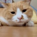 ブラッシンググローブをつけて猫のことを撫でると…『表情の変化』が可愛す…