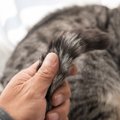 猫の尻尾がベタベタする『スタッドテイル』ってなに？　発症している…