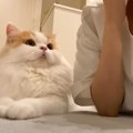 『見つめてくる猫』に"ちゅー"してみたら…まさかの魂が抜け…