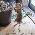 保護した子猫が元気になってやんちゃする姿が可愛すぎた… 『癒やされ…