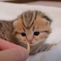 赤ちゃん猫が初めて『チキンの匂いを嗅いだら』……ほほえましい反応が1万50…