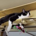 『モノレール、始めました』独特のスタイルをキメる猫