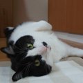 炎天下で３日！愛猫しじみの救出エピソードとその後の幸せな暮し