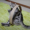 新しい爪とぎ！…のおまけに吸い込まれる猫ちゃん？