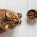 ROYAL CANIN（ロイヤルカナン）は種類が豊富！おすすめ商品6選