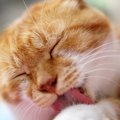 猫が人の『膝の上で毛繕い』をしているときの理由3つ　乗ってするのは…
