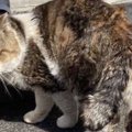 首に怪我をした猫を緊急保護…ケアを耐え幸せの一歩を進む！