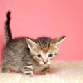 猫の『しっぽが曲がっている』のはなぜ？かぎしっぽになる原因や幸運…