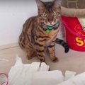 『猫部屋が散らかっている…』イタズラを楽しむ猫さんたち